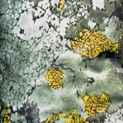 The Jervenbag Repair Kit - Mountain Camo